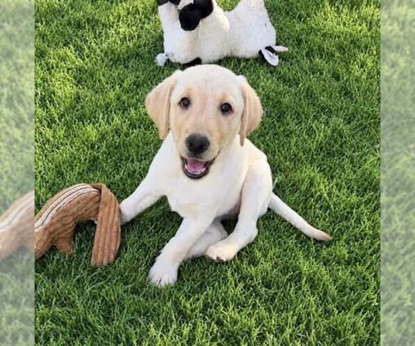 Medium Photo #2 Labrador Retriever-Unknown Mix Puppy For Sale in San Diego, CA, USA