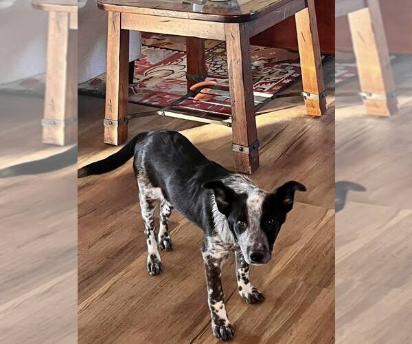 Medium Photo #3 Mutt Puppy For Sale in Paso Robles, CA, USA