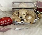 Small Photo #24 Goldendoodle (Miniature) Puppy For Sale in HALTOM CITY, TX, USA