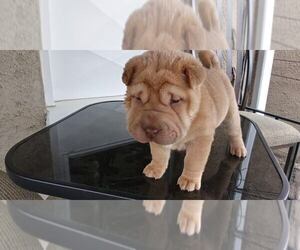 Chinese Shar-Pei Puppy for sale in BALTIMORE, MD, USA