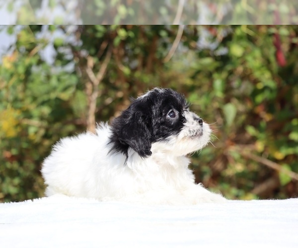 Medium Photo #3 ShihPoo Puppy For Sale in DYERSBURG, TN, USA