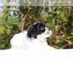 Small #2 ShihPoo