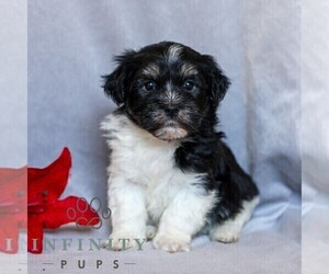 Havanese Puppy for sale in NEWMANSTOWN, PA, USA