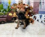Small #2 Cane Corso