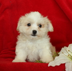 Havanese Puppy for sale in GAP, PA, USA