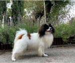 Small Photo #1 Papillon Puppy For Sale in Jasienica, Silesia, Poland