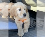Small Photo #41 Golden Retriever Puppy For Sale in MERCED, CA, USA