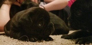 French Bulldog Puppy for sale in WINDSOR, CO, USA