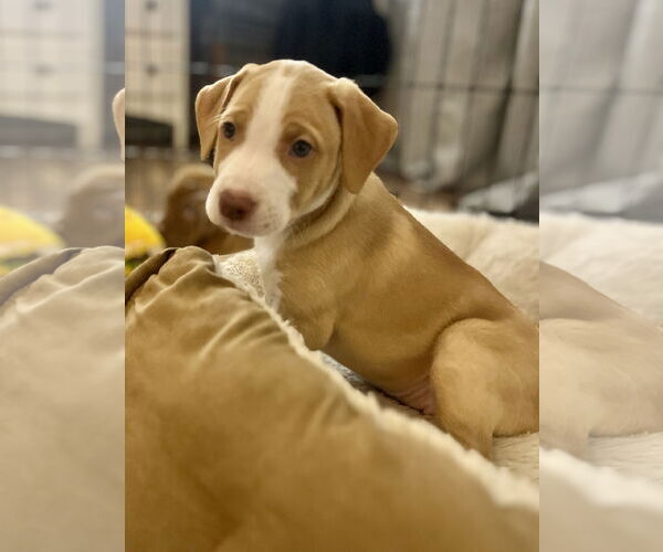 Medium Photo #2 Labrador Retriever-Unknown Mix Puppy For Sale in Plainfield, IL, USA