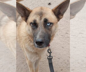 Marla - Female Gerberian Shepsky Dog for Adoption - Photo #3