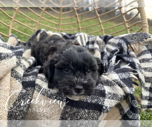 Medium Photo #3 Havapoo Puppy For Sale in NIANGUA, MO, USA