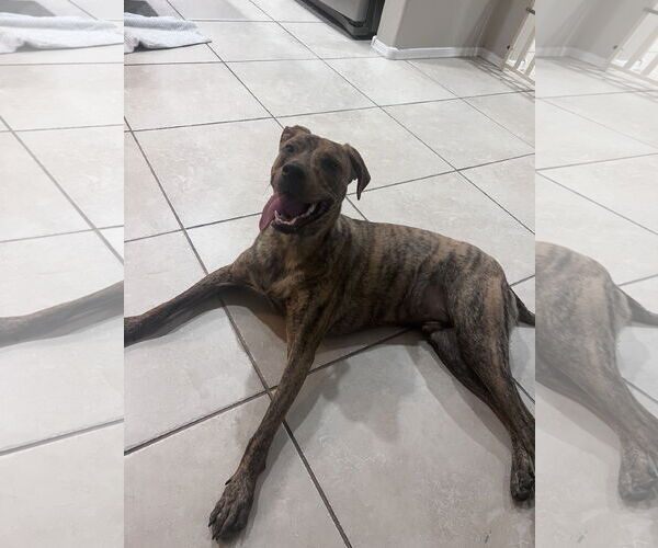 Medium Photo #1 American Pit Bull Terrier-Doberman Pinscher Mix Puppy For Sale in Chandler, AZ, USA