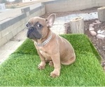 Small #1 French Bulldog