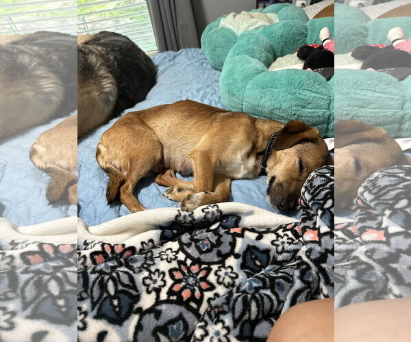 Medium Photo #4 Mutt Puppy For Sale in Ball Ground, GA, USA