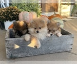 Small Photo #17 Pomeranian Puppy For Sale in ODIN, IL, USA