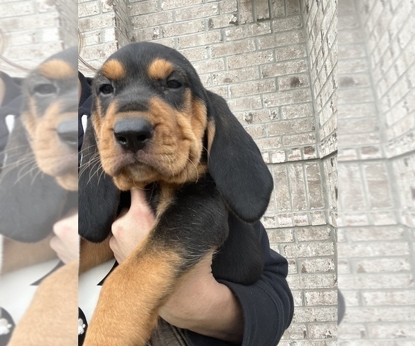 Medium Photo #8 Bloodhound Puppy For Sale in JOPLIN, MO, USA