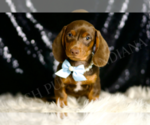 Small #4 Dachshund