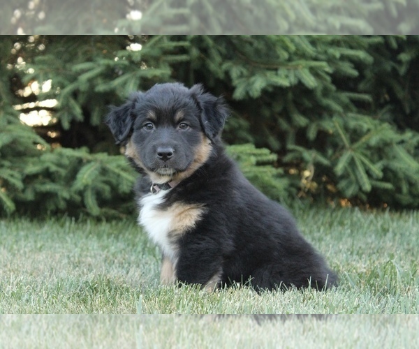 Medium Photo #7 Australian Shepherd Puppy For Sale in CARMEL, IN, USA