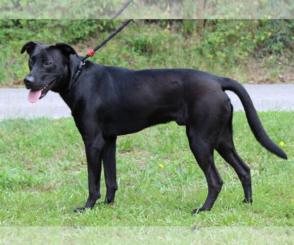 Medium Photo #4 Mutt Puppy For Sale in Prattville, AL, USA
