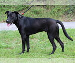 Small #3 Mutt