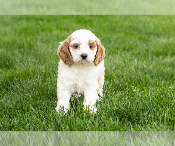 Medium Photo #3 Cockapoo (Miniature) Puppy For Sale in NAPPANEE, IN, USA