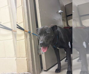 Mutt Dogs for adoption in Sanford, FL, USA