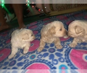 Pom-A-Poo Puppy for sale in HARMONY, FL, USA