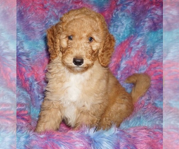 Medium Photo #1 Labradoodle Puppy For Sale in LA HABRA, CA, USA