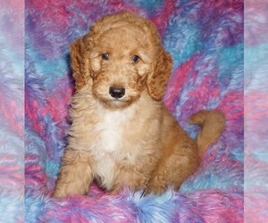 Labradoodle Puppy for sale in LA HABRA, CA, USA