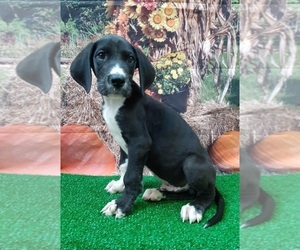 Great Dane Puppy for sale in CARTHAGE, TX, USA
