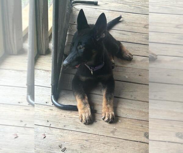 Medium Photo #1 German Shepherd Dog Puppy For Sale in WARRENTON, NC, USA