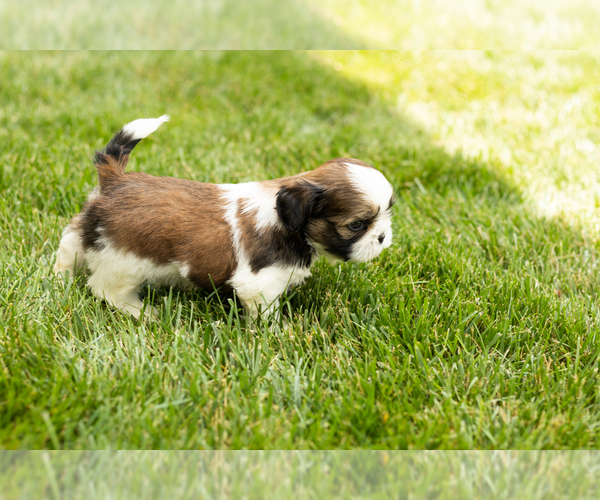 Medium Photo #6 Shih Tzu Puppy For Sale in NAPPANEE, IN, USA
