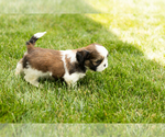 Small #5 Shih Tzu