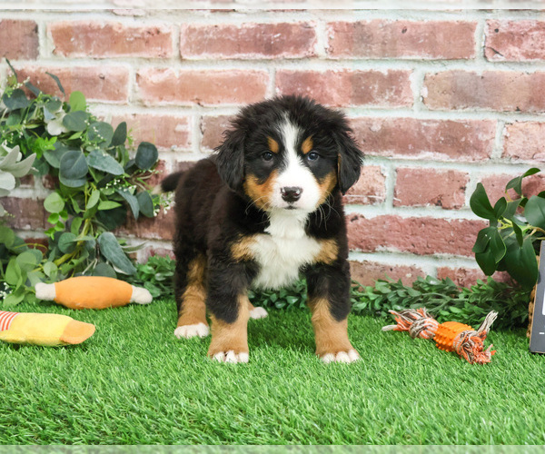 Medium Photo #12 Bernese Mountain Dog Puppy For Sale in SYRACUSE, IN, USA