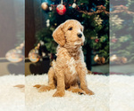 Puppy 2 Goldendoodle-Poodle (Miniature) Mix