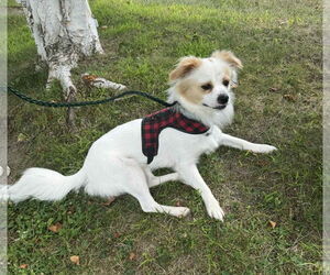 Papillon-Unknown Mix Dogs for adoption in Croydon, NH, USA