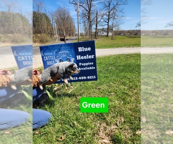 Medium Photo #4 Australian Cattle Dog Puppy For Sale in JASONVILLE, IN, USA