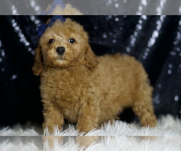 Medium Photo #3 Poodle (Miniature) Puppy For Sale in WARSAW, IN, USA
