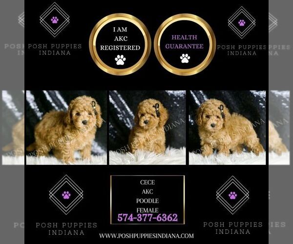 Medium Photo #5 Poodle (Toy) Puppy For Sale in WARSAW, IN, USA