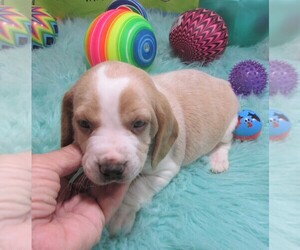 Beagle Puppy for sale in RATTAN, OK, USA