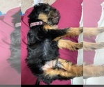 Small Photo #3 Morkie Puppy For Sale in LOUISVILLE, KY, USA