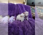 Small Photo #2 Pomeranian Puppy For Sale in VERNON, FL, USA