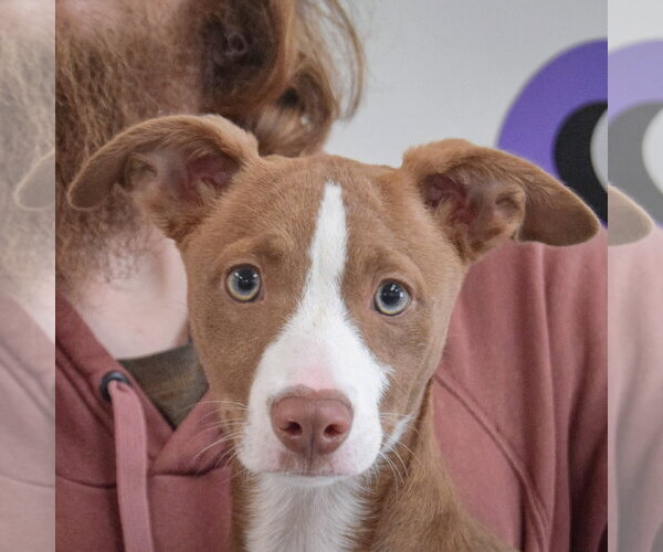 Medium Photo #6 Border Collie-Whippet Mix Puppy For Sale in Huntley, IL, USA
