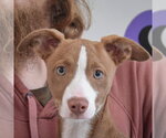 Small #5 Border Collie-Whippet Mix