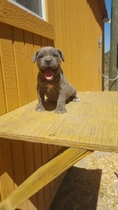 Cane Corso Puppy for sale in EAGAR, AZ, USA