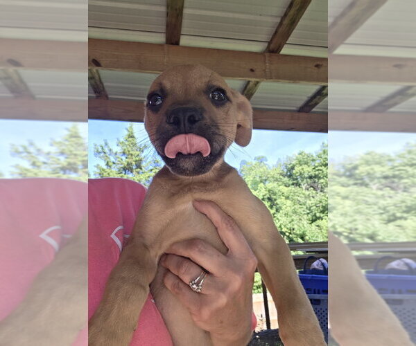 Medium Photo #2 Collie-German Shepherd Dog Mix Puppy For Sale in Aurora, IN, USA