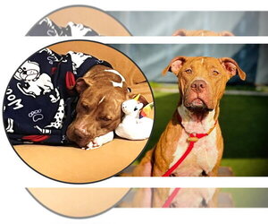 Labrador Retriever-Unknown Mix Dogs for adoption in Sanford, FL, USA