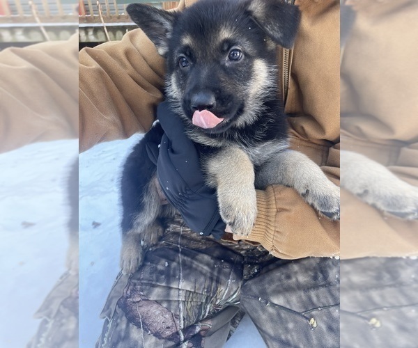 Medium Photo #1 German Shepherd Dog Puppy For Sale in MADISON HEIGHTS, VA, USA