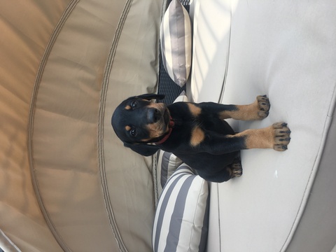 Medium Photo #1 Doberman Pinscher Puppy For Sale in SPRINGFIELD, MO, USA