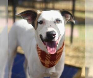 American Staffordshire Terrier-Unknown Mix Dogs for adoption in San Antonio, TX, USA